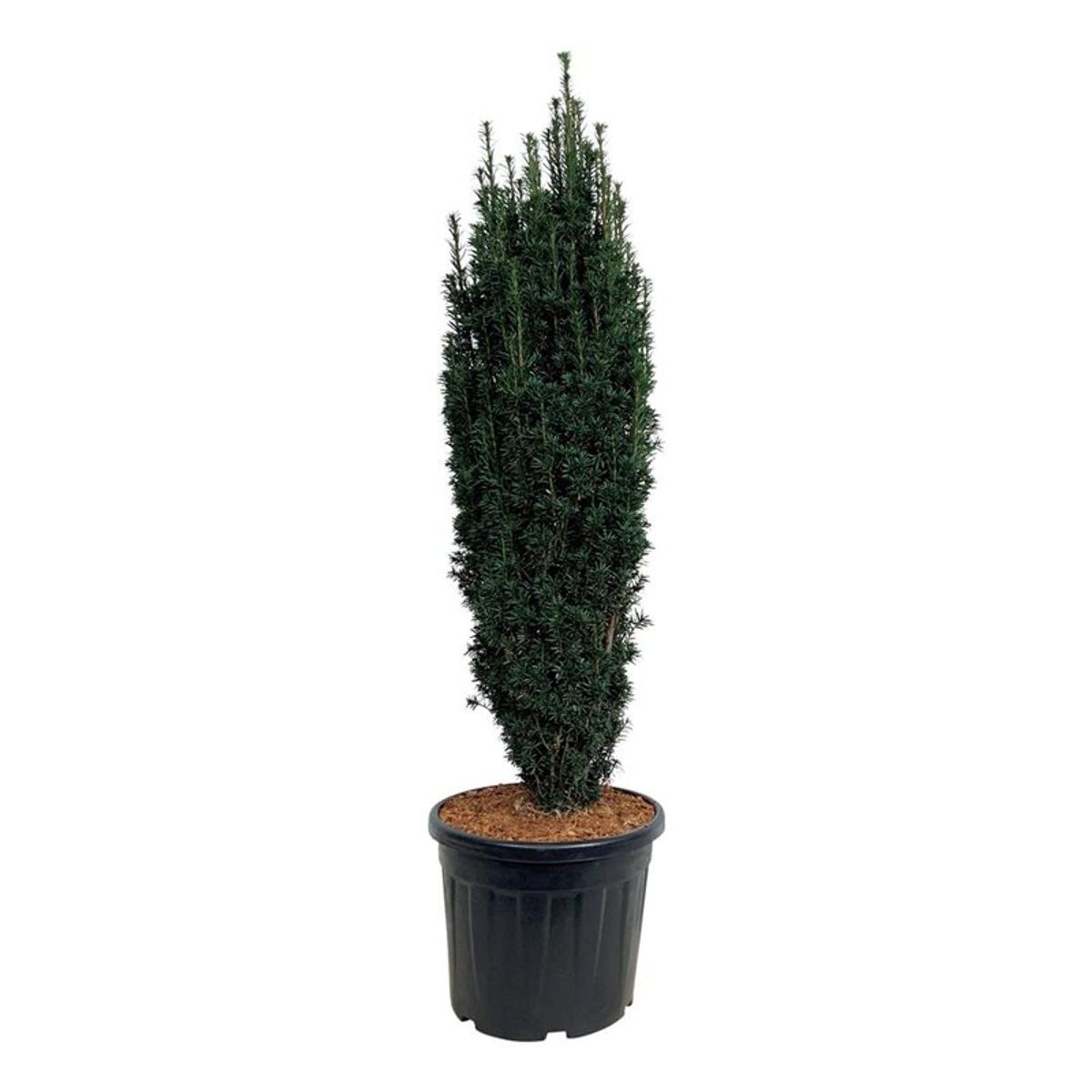 Taxus baccata 'Black Tower' — Plant Wholesale FlorAccess