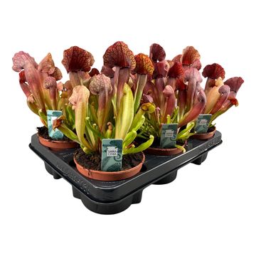 Sarracenia x catesbaei