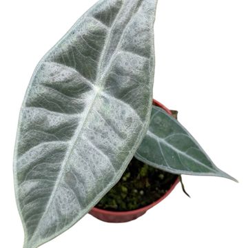 Alocasia longiloba SILVER