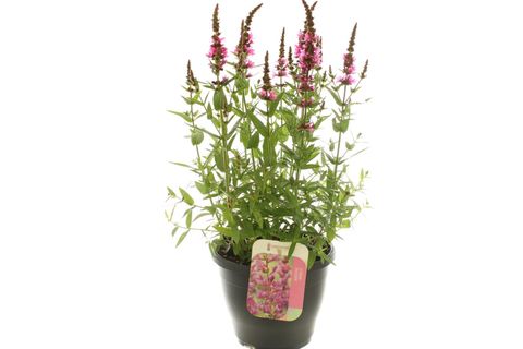 Lythrum salicaria 'Robert'