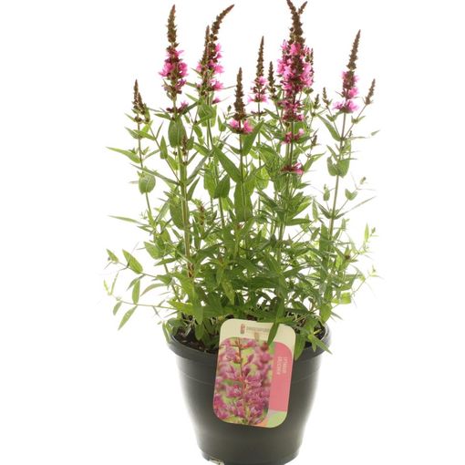 Lythrum salicaria 'Robert'