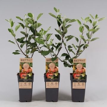 Malus domestica 'Elstar' Malus domestica 'Elstar'