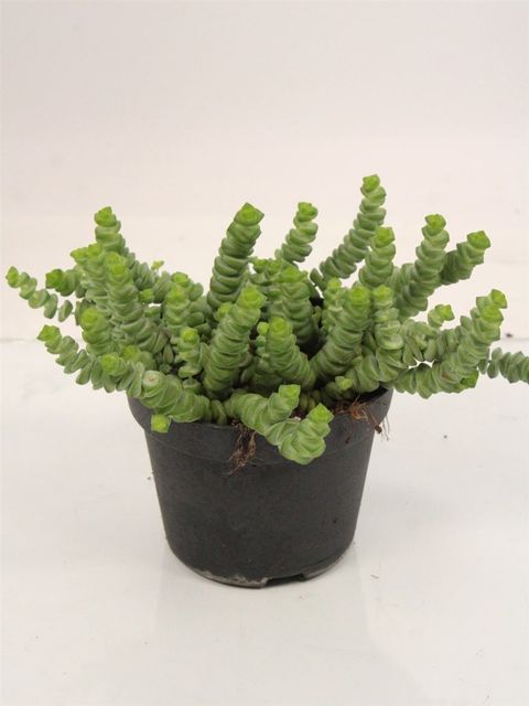 Crassula marnieriana 'Hottentot'