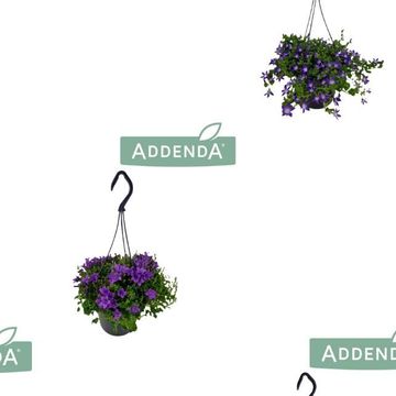 Campanula ADDENDA MIX
