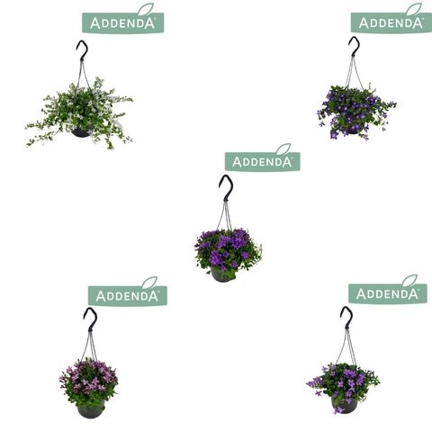 Campanula ADDENDA MIX