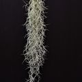 Tillandsia usneoides