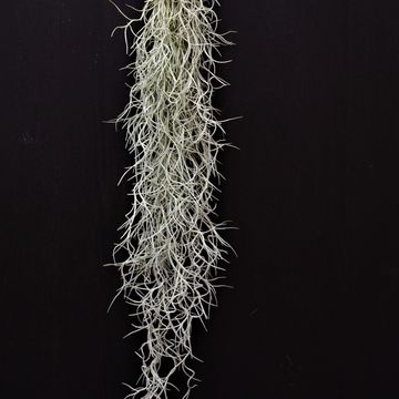 Tillandsia usneoides