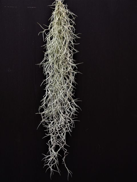 Tillandsia usneoides