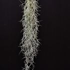 Tillandsia usneoides