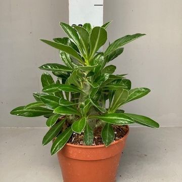 Pachypodium saundersii