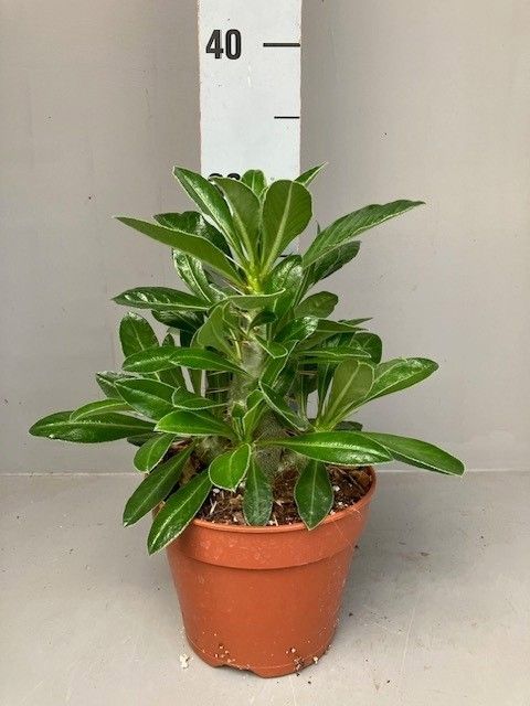 Pachypodium saundersii