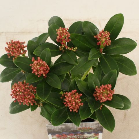 Skimmia japonica 'Celebrations'