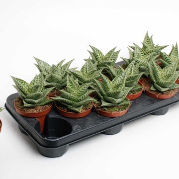 Aloe 'Tribal Variegata'