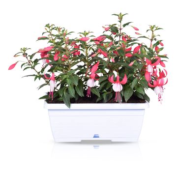 Fuchsia BELLA MIX