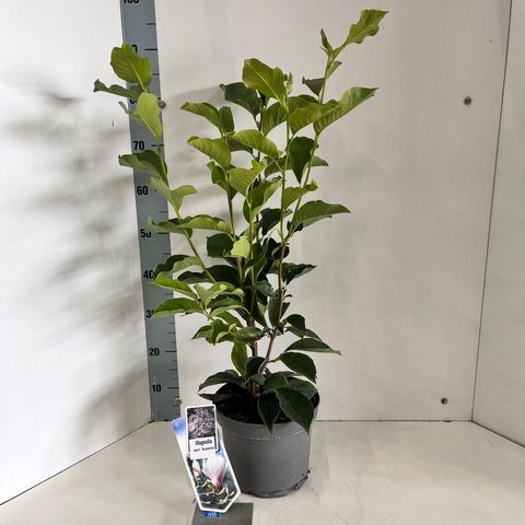 Magnolia x soulangeana 'Superba'
