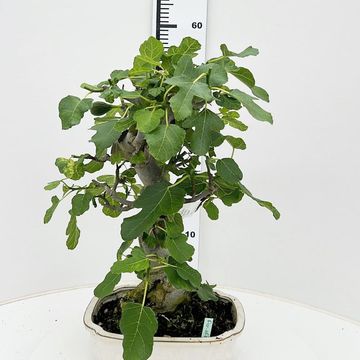 Ficus carica
