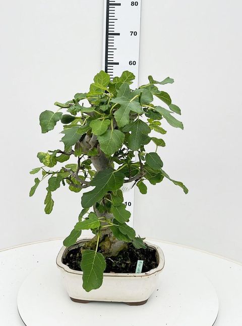 Ficus carica