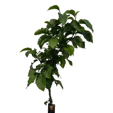 Magnolia 'Butterflies'