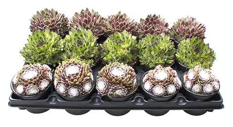 Sempervivum MIX