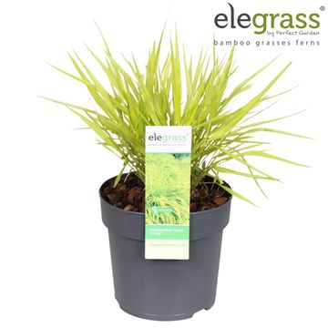 Hakonechloa macra 'All Gold'