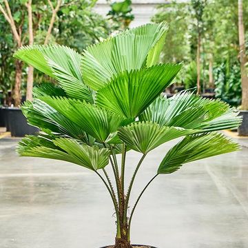 Licuala grandis