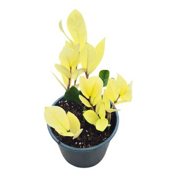 Zamioculcas zamiifolia 'Chameleon'