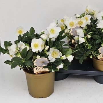 Helleborus niger HGC WINTERGOLD