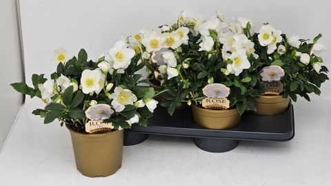 Helleborus niger HGC WINTERGOLD