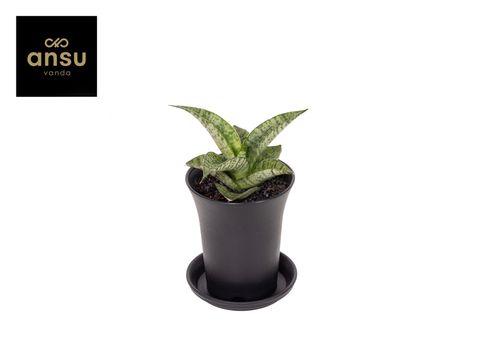 Sansevieria 'Star Mini Marble No.2'