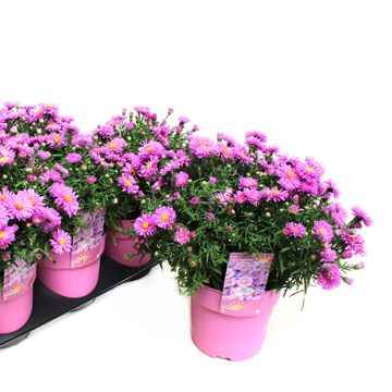 Aster ALPHA LIGHT PINK