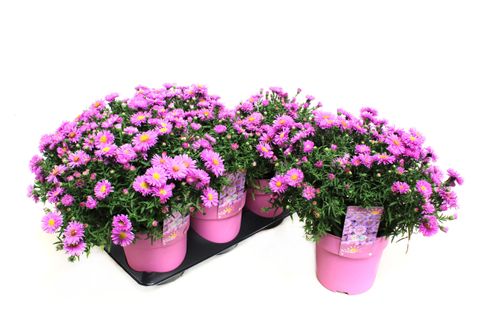 Aster ALPHA LIGHT PINK