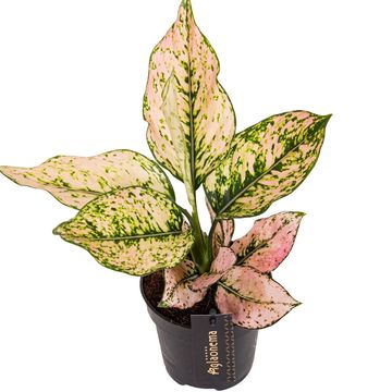 Aglaonema 'Rosy'