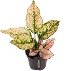 Aglaonema 'Rosy'