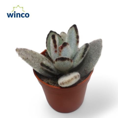 Kalanchoe tomentosa