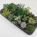 Succulents MIX