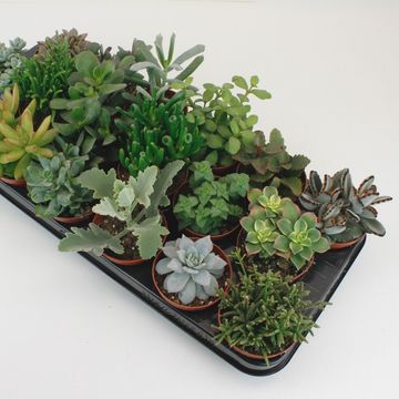 χυμώδη φυτά MIX