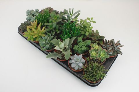 Succulents MIX