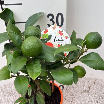 Citrus limon 'Limetta Rossa'