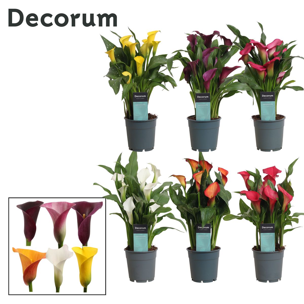 Zantedeschia MIX — Plant Wholesale FlorAccess