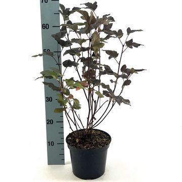 Physocarpus opulifolius 'Diabolo'