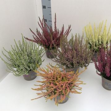 Calluna vulgaris GARDEN GIRLS MIX