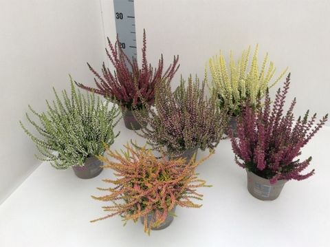 Calluna vulgaris GARDEN GIRLS MIX