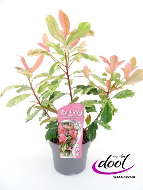 Photinia serratifolia PINK CRISPY