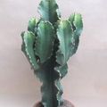 Euphorbia erythraea