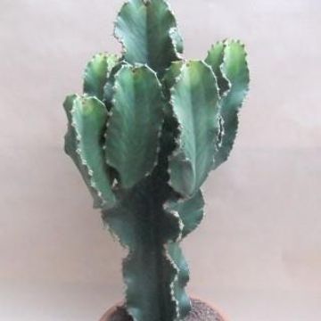 Euphorbia erythraea