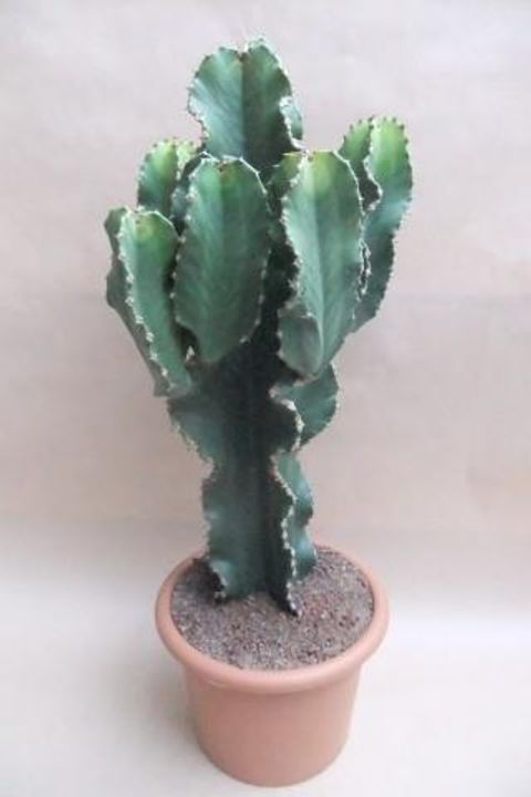 Euphorbia erythraea