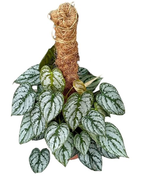 Philodendron brandtianum