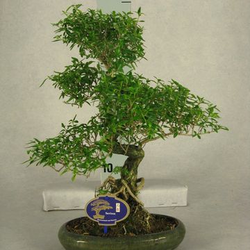 Bonsai MIX