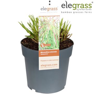 Miscanthus sinensis 'Malepartus'