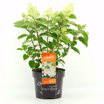 Hydrangea paniculata LITTLE HOTTIE